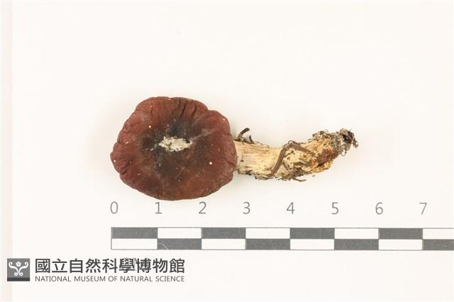 館號:F0037496藏品圖，第1張