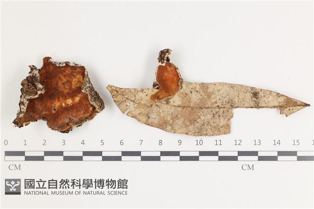 射脈菌屬藏品圖，第1張