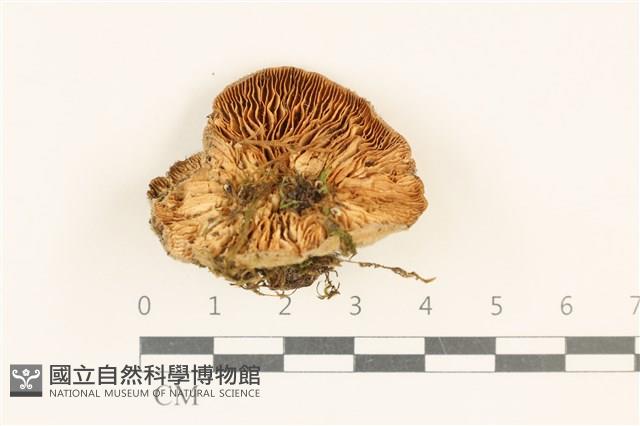 登錄號:F0018796藏品圖，第1張