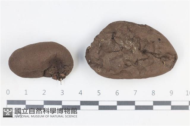 炭角菌屬藏品圖，第1張