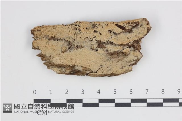登錄號:F0035796藏品圖，第1張