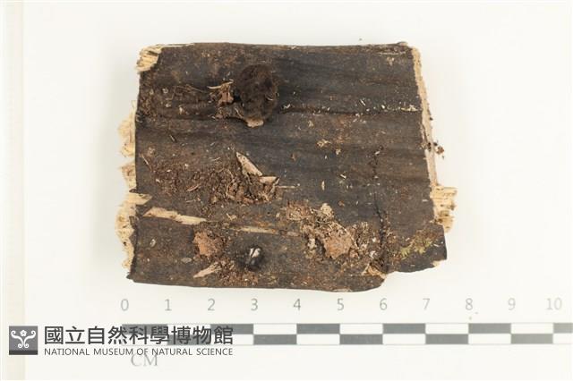 登錄號:F0038596藏品圖，第1張