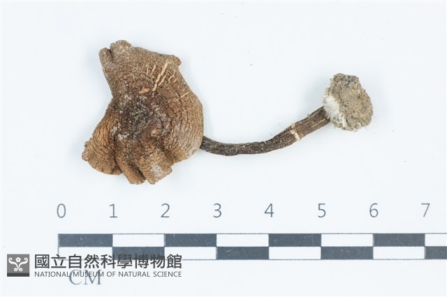 細鱗蘑菇藏品圖，第1張