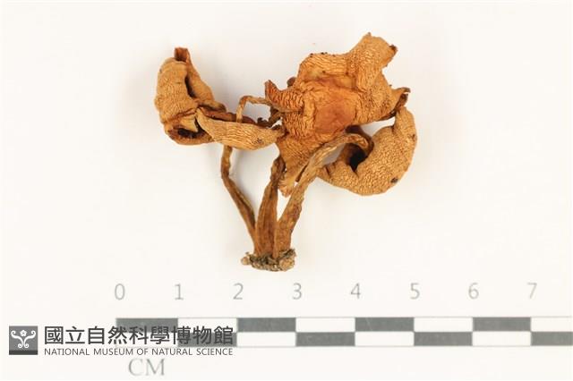 登錄號:F0038196藏品圖，第1張