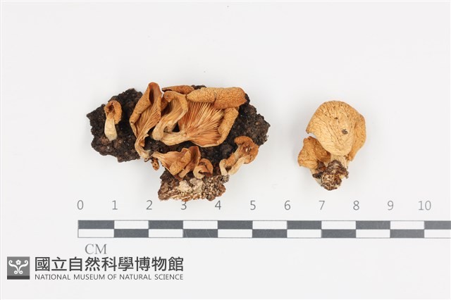 側耳屬藏品圖，第1張