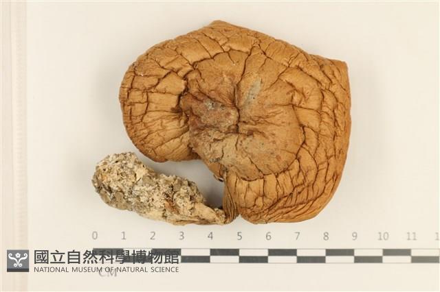 登錄號:F0037196藏品圖，第1張