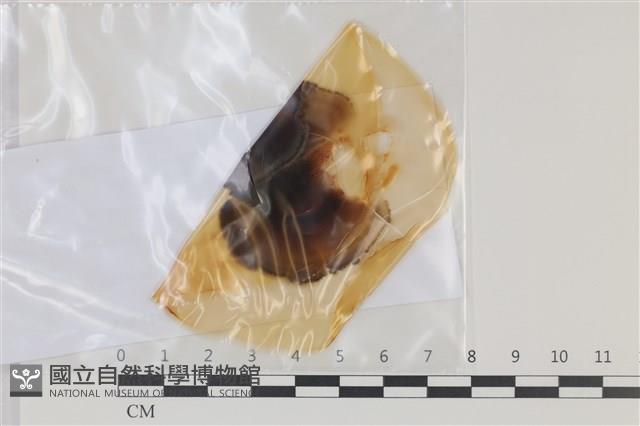 登錄號:F0035196藏品圖，第1張