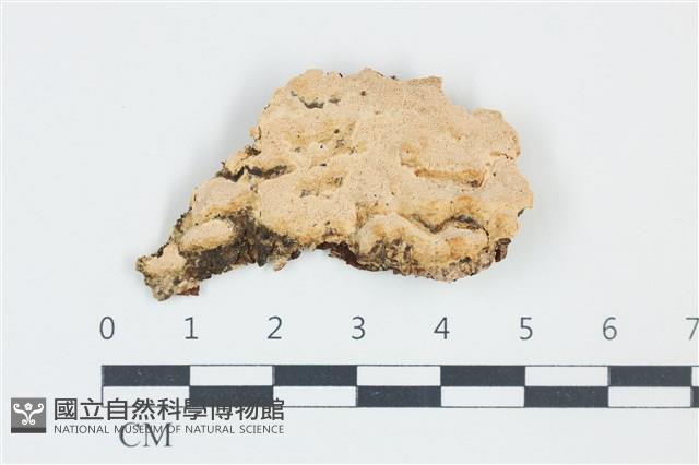 卵孢木齒菌藏品圖，第1張