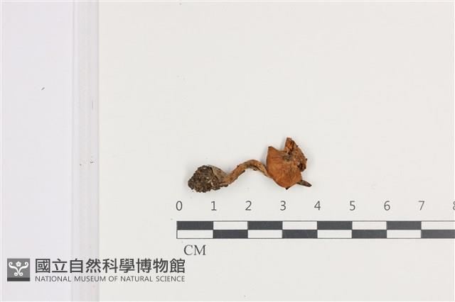 登錄號:F0036096藏品圖，第1張