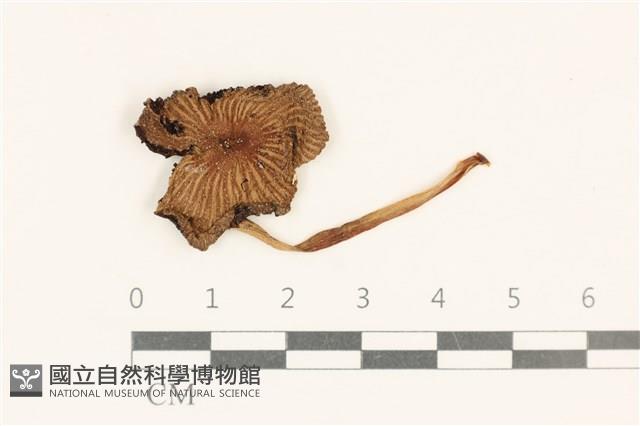 登錄號:F0037096藏品圖，第1張