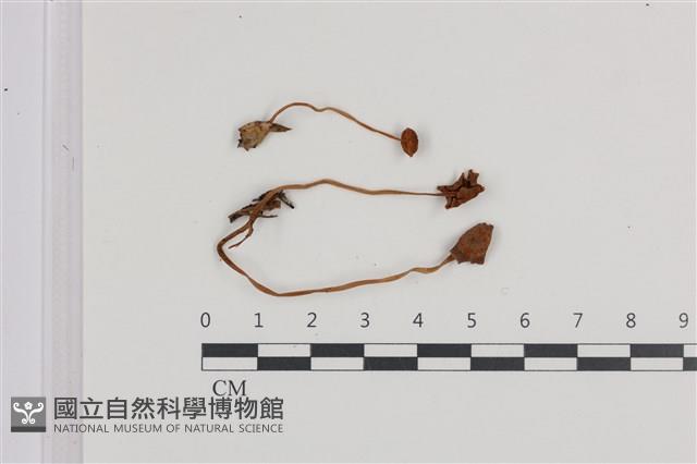 登錄號:F0036396藏品圖，第1張