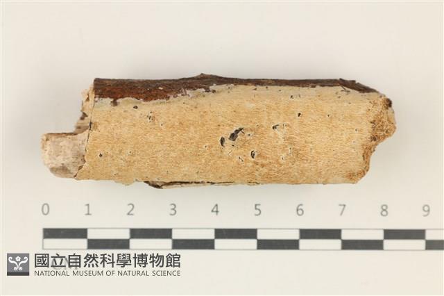 登錄號:F0038286藏品圖，第1張