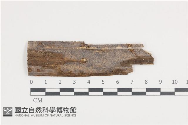登錄號:F0036286藏品圖，第1張
