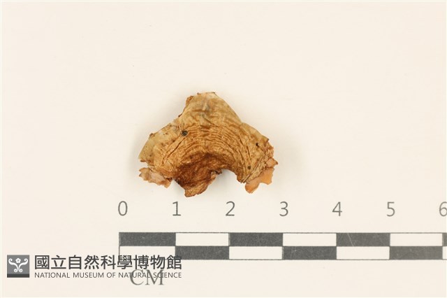 紅菇屬藏品圖，第1張