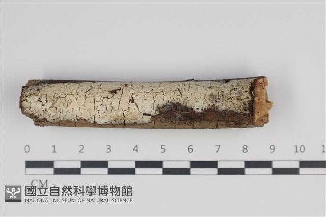 登錄號:F0035286藏品圖，第1張