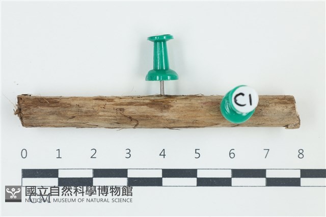 登錄號:F0038886藏品圖，第1張