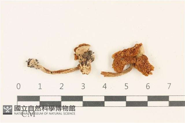 登錄號:F0036886藏品圖，第1張