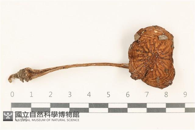 登錄號:F0037886藏品圖，第1張