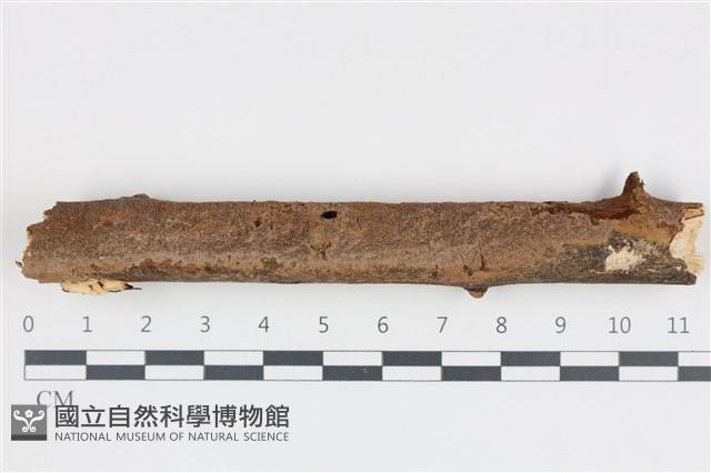 登錄號:F0035886藏品圖，第1張