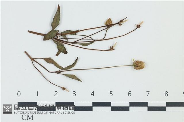 登錄號:F0038986藏品圖，第1張