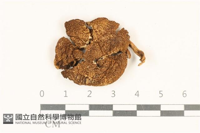登錄號:F0036986藏品圖，第1張