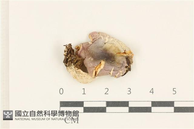 紅菇屬藏品圖，第1張