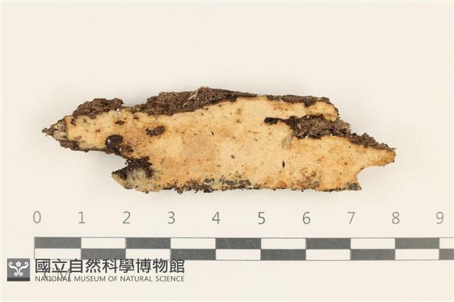 登錄號:F0029986藏品圖，第1張