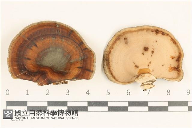 登錄號:F0019986藏品圖，第1張