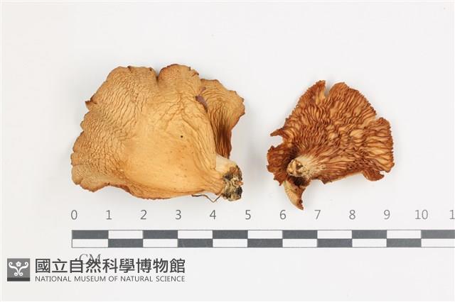 登錄號:F0036686藏品圖，第1張