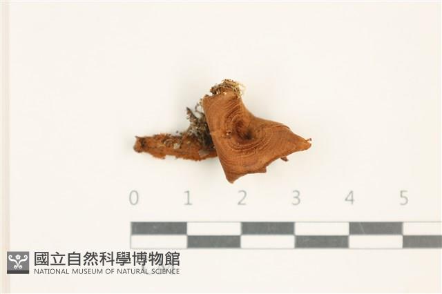 登錄號:F0037686藏品圖，第1張