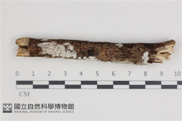 刺皮菌屬藏品圖，第1張