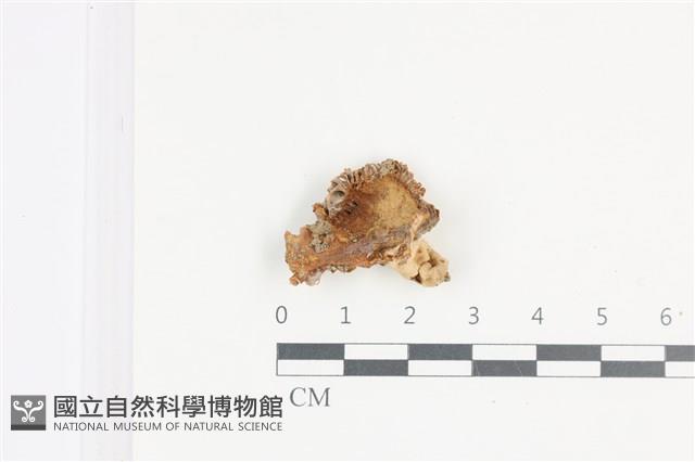 登錄號:F0036486藏品圖，第1張