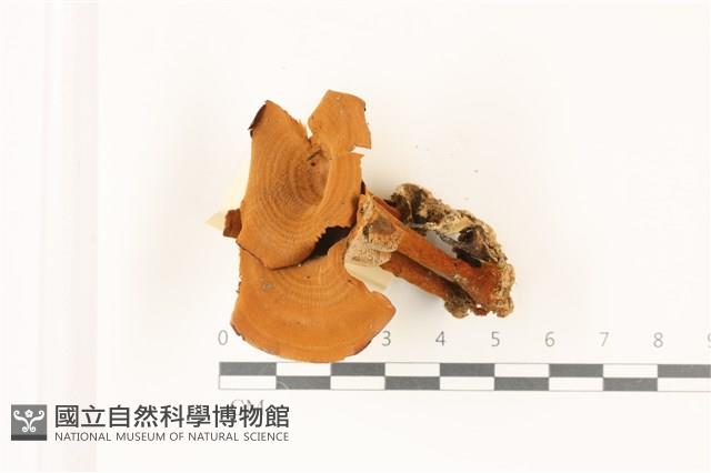 登錄號:F0037486藏品圖，第1張