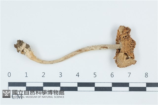 登錄號:F0039486藏品圖，第1張