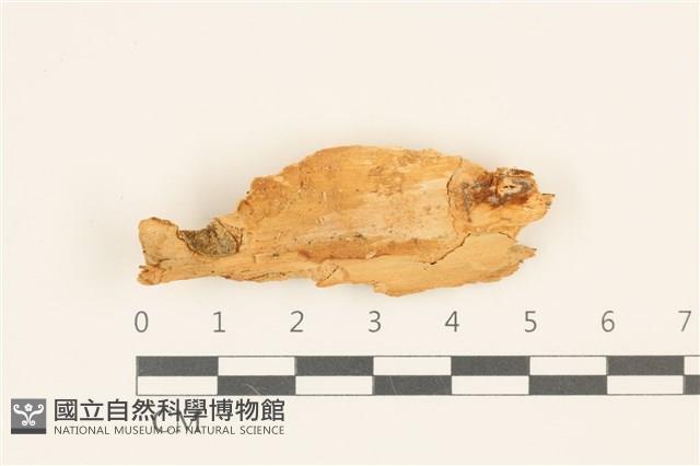 花耳屬藏品圖，第1張