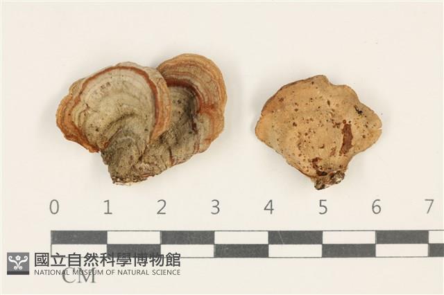 蠔韌革菌藏品圖，第1張