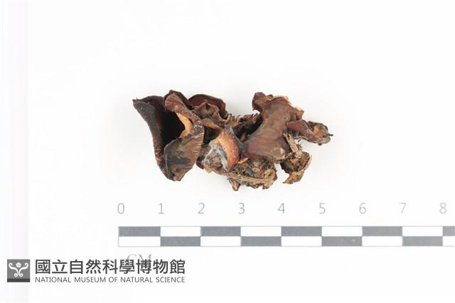 登錄號:F0035786藏品圖，第1張