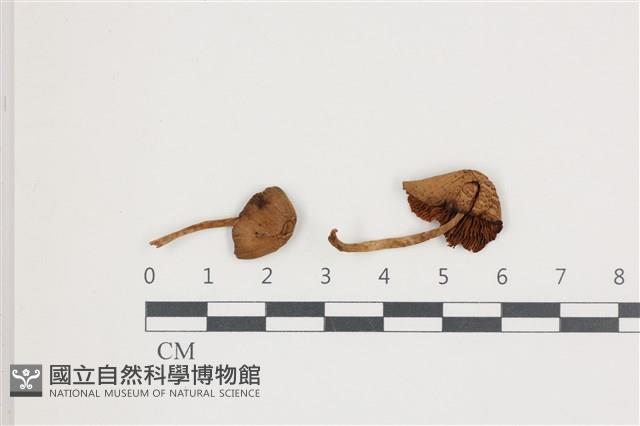 登錄號:F0036586藏品圖，第1張