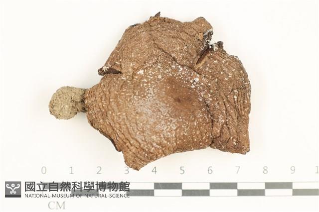 登錄號:F0037586藏品圖，第1張