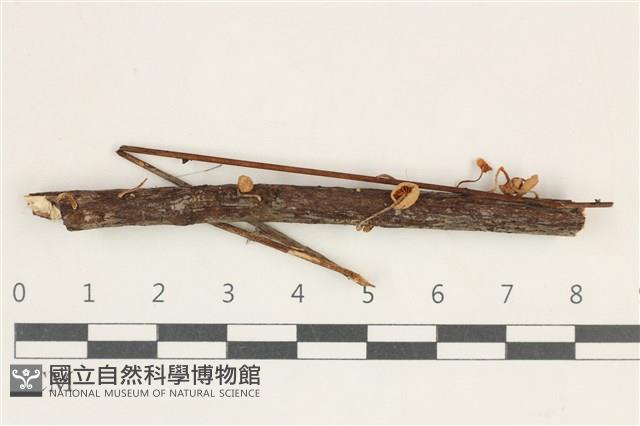 登錄號:F0038186藏品圖，第1張