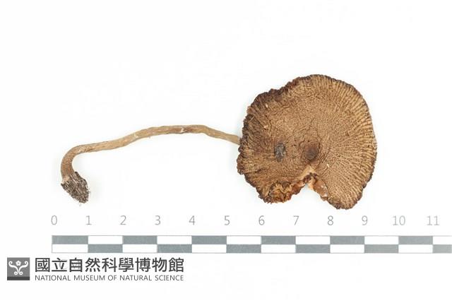 登錄號:F0036186藏品圖，第1張