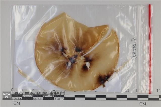 登錄號:F0035186藏品圖，第1張