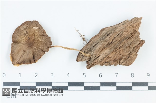 登錄號:F0039186藏品圖，第1張