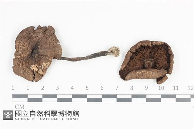 登錄號:F0036086藏品圖，第1張