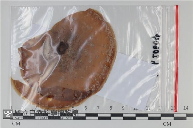 登錄號:F0035086藏品圖，第1張