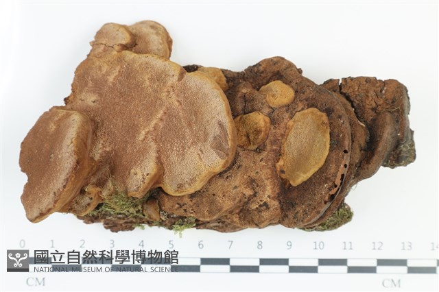 煙管菌藏品圖，第1張