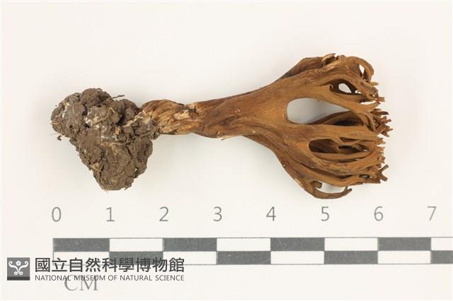 登錄號:F0038386藏品圖，第1張