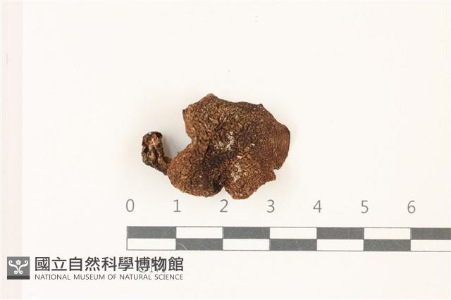 登錄號:F0037386藏品圖，第1張