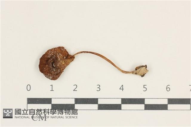登錄號:F0038236藏品圖，第1張