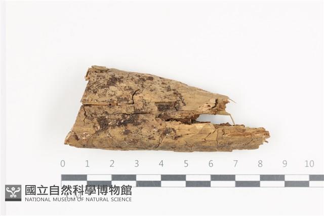 登錄號:F0036236藏品圖，第1張